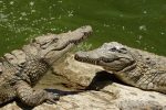 Armand Pilé - Crocodiles meeting